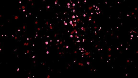 落下的粉红色玫瑰花瓣在黑色背景4K