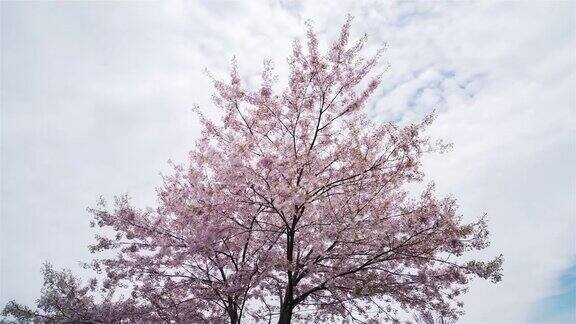 雪松谷公园里的一棵樱花树