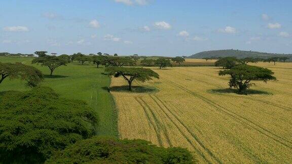 天线:非洲广袤的麦田