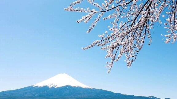 樱花盛开的富士山