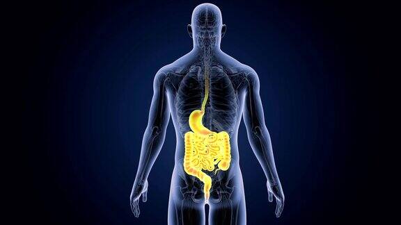 胃和肠与解剖学