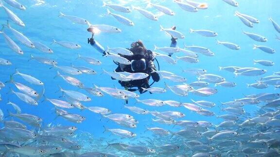 在库拉索岛附近加勒比海珊瑚礁的浅水中跳舞的诱饵球与潜水摄影师