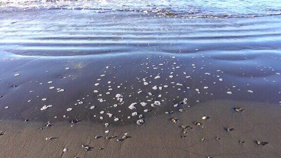 海滩上的波浪-贝壳