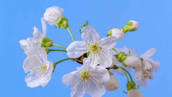 4k时间流逝的一棵甜樱桃树的花开花生长和旋转的蓝色背景盛开的小白色梅花以9:16的比例延时