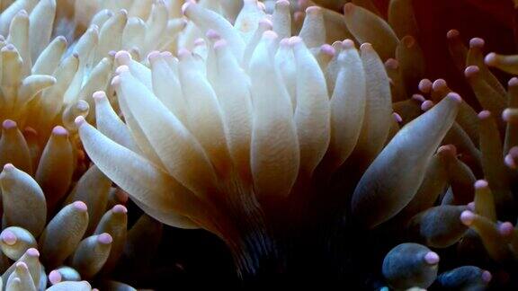 花像水床上的白色珊瑚