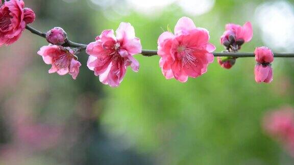 桃李在春天开花