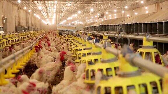 养鸡场农业用摄影机运动