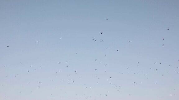 天空中有一群乌鸦