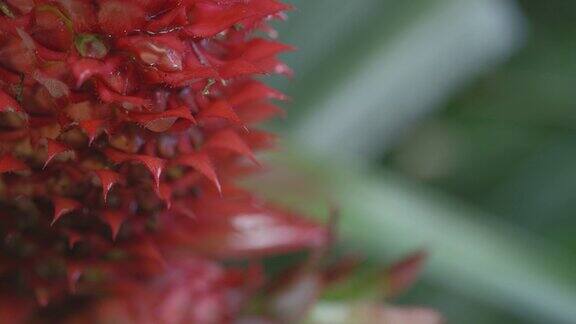 这是巴西热带森林里冬天红色花瓣的微距镜头