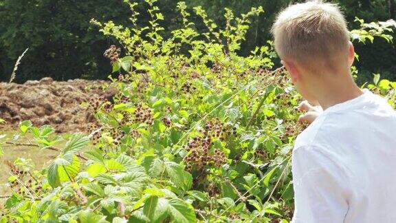 一个穿着白t恤的金发男孩从灌木丛中撕扯黑莓这个男孩背对着摄像机站着撕扯黑莓