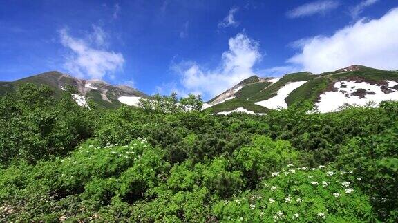 雲が湧く乗鞍岳の位ヶ原の新緑とナナカマドの花