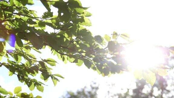 阳光透过绿树成荫的树梢