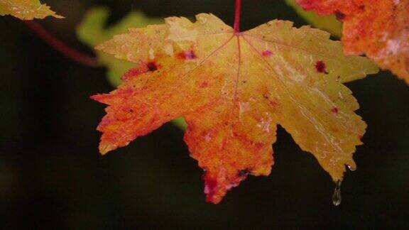 雨后水滴落在充满生气的红色秋叶上