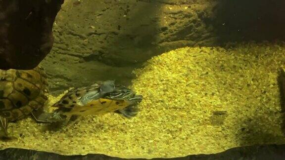 在水族馆里游泳的乌龟将海龟视为宠物4k