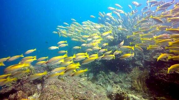 水下:双斑鲷鱼和大眼鲷鱼的鱼群