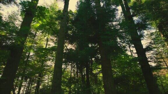 阳光在早晨穿过树林
