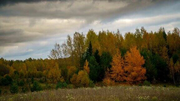 秋天的森林景观与美丽的橘子树和多云的天空时间流逝