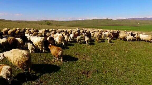 牧羊动物在阳光明媚的绿色田野上奔跑务农务农