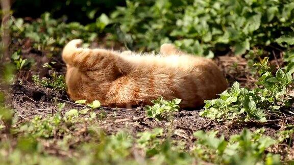 红猫享受着温暖的春日阳光