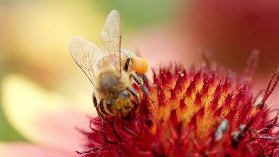 近距离观察花园里花朵上的蜜蜂