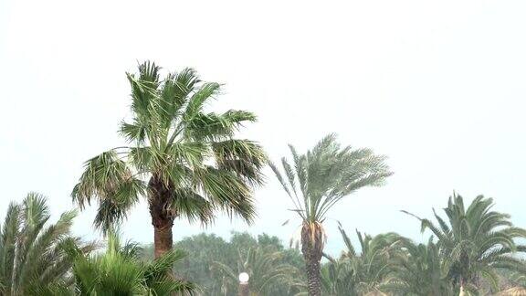 棕榈树在热带风暴的强风中摇曳飓风暴雨强热带风暴