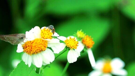 蜜蜂和蝴蝶从花中寻找花蜜
