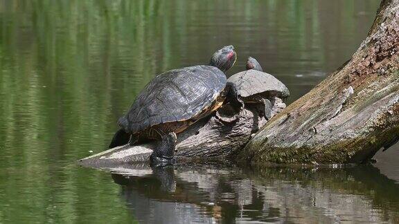 池塘滑水龟又名红耳龟