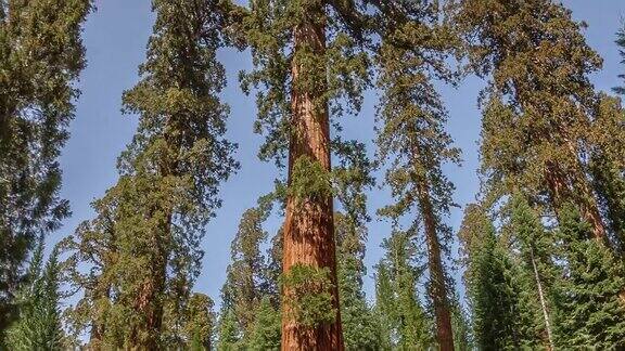 加州约塞米蒂国家公园巨型红杉