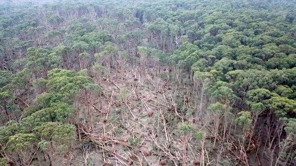 2021年6月10日澳大利亚维多利亚州一场风暴过后布拉托附近一片森林里倒伏的树木的倒转航拍镜头