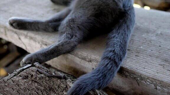 灰猫摇着尾巴没有脸的特写