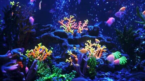 鱼在蓝色的光下在海洋水族馆里游泳海底世界水族馆