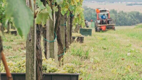 新鲜、成熟的葡萄正在葡萄园中收获实时