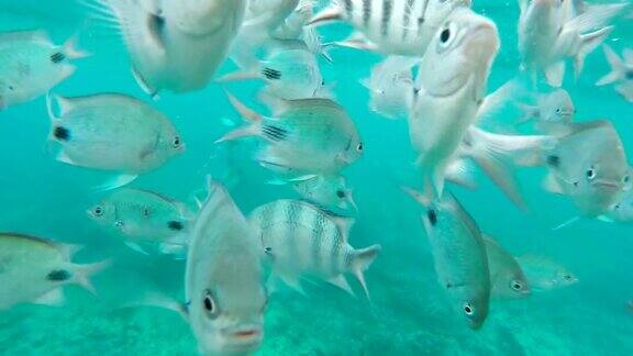 热带鱼群带蝴蝶鱼水面在背景印度洋毛里求斯