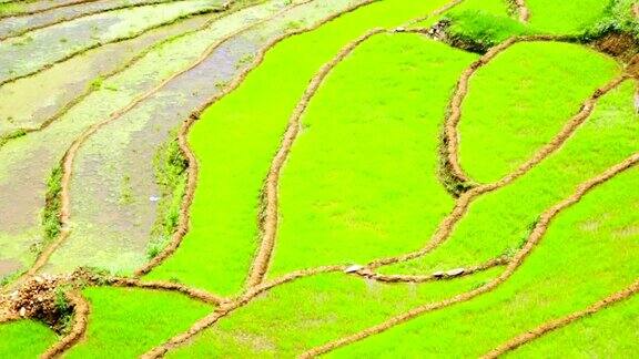 美丽的农田稻田梯田沙巴越南