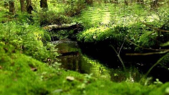 阳光普照的绿色雨林溪流