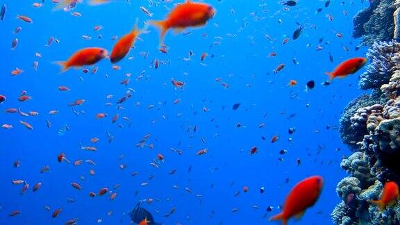 色彩斑斓的珊瑚礁里的一群热带鱼