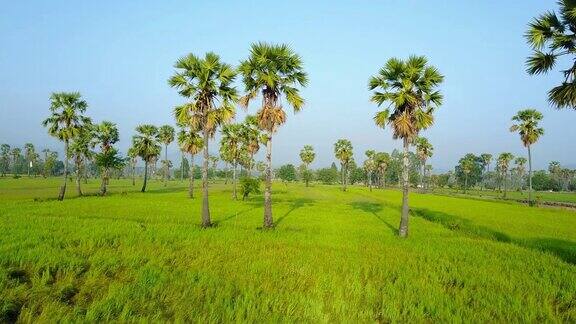 鸟瞰泰国碧府的棕榈树和稻田