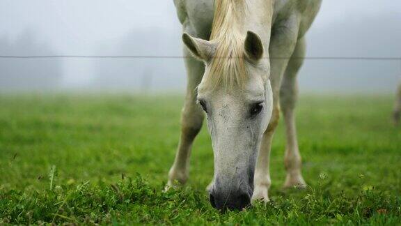 一匹马在草地上吃草的特写镜头