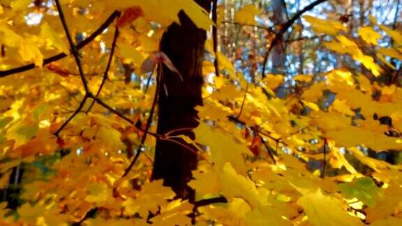 秋天森林里五颜六色的树叶