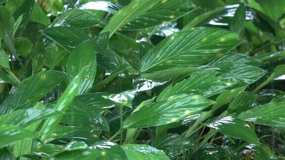 雨落在绿叶上