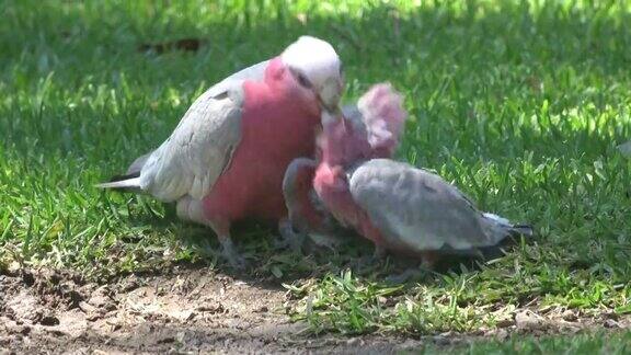 粉红Galahs