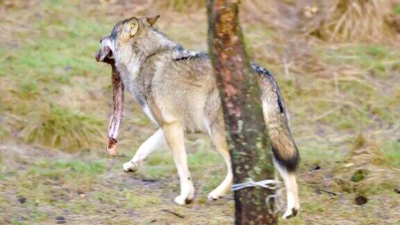 灰太狼叼着肉在森林里奔跑