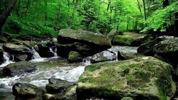 溪水在森林中流过自然背景