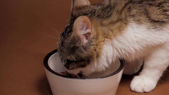 小猫在吃碗里的食物小饿猫在家里吃猫食