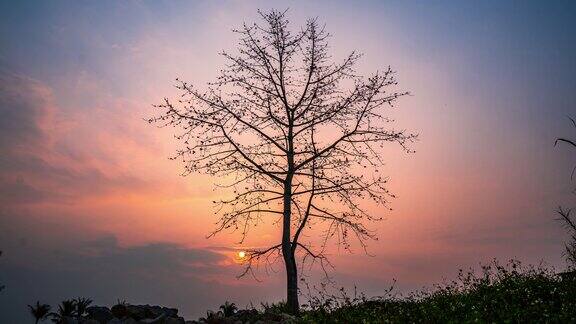 木棉树夕阳延时