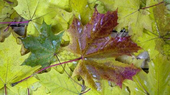 在阳光明媚的秋日一滴雨落在一棵躺在木地板上的枫树的红色和黄色的叶子上
