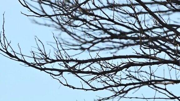 (选择性聚焦)一些树枝被风吹动的慢动作视频