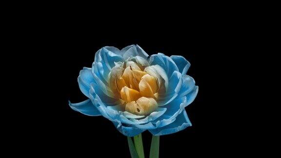 美丽的蓝色郁金香花在黑色背景的时间推移