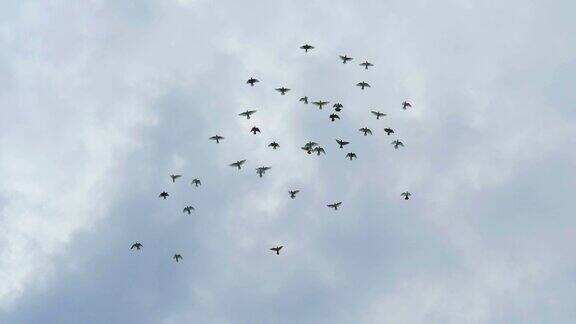 一群鸽子在多云的天空中飞翔慢动作镜头