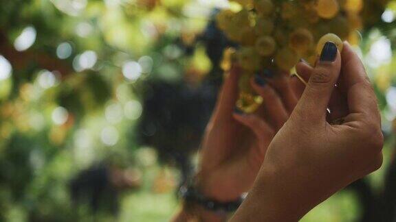 在葡萄园里女人用手摘了一串挂在葡萄梗上的葡萄